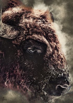 Bison