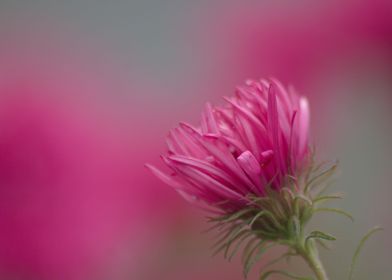 Pink Aster II