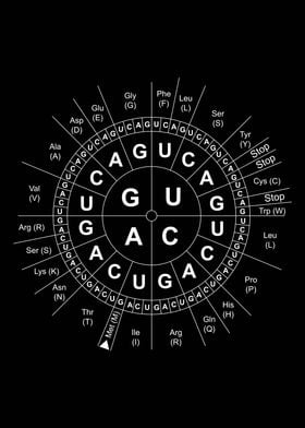 Biology Codon Wheel