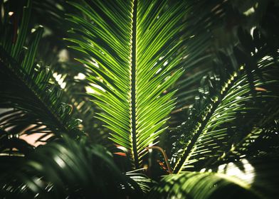 Palm