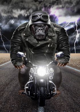 Gorilla Riding Motorcycle