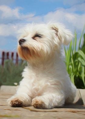 Maltese Puppy