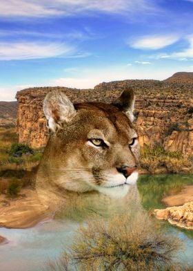 Mountain lion