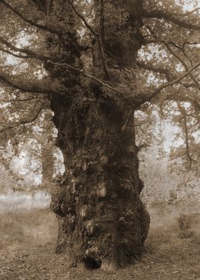 Ancient Tree