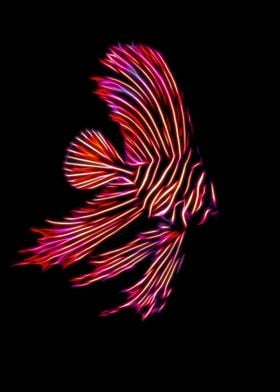 abstract zebra batfish