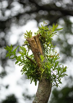 Tree Branch