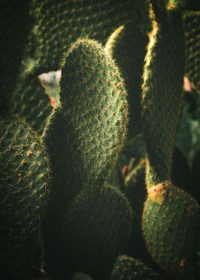 Cactus