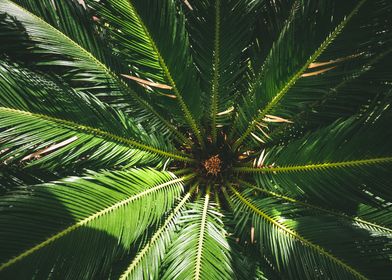 Palm