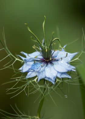 Blue Nigella and Raindrops