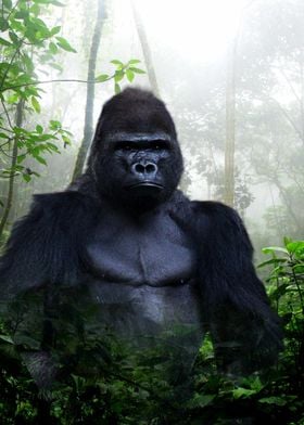 Gorilla in the forest