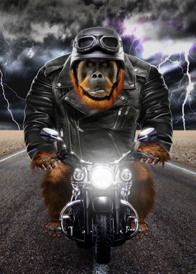 Orangutan on Motorcycle