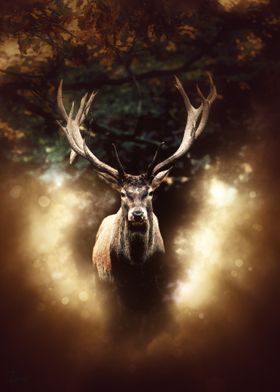 Stag