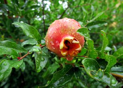 Pomegranate