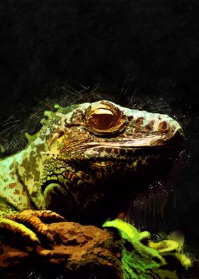 Iguana