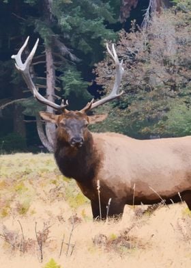 Wild Elk