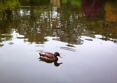 Duck on a Pond