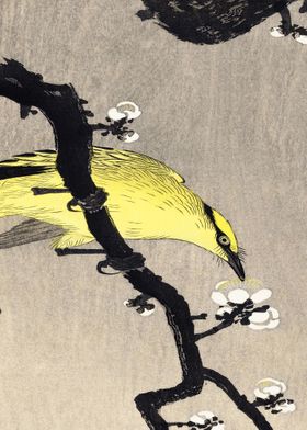 Chinese Oriole Branch Trad