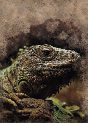 Iguana