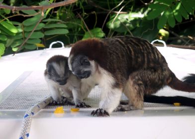 Monkeys in Panama