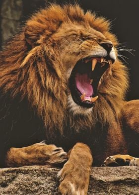 Yawning lion