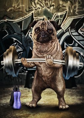 Pug Weightlifting