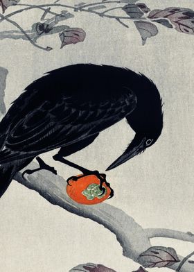 Crow With Fruit Branch Tra