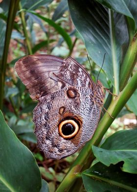 Owl Butterfly