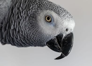 African grey parrot