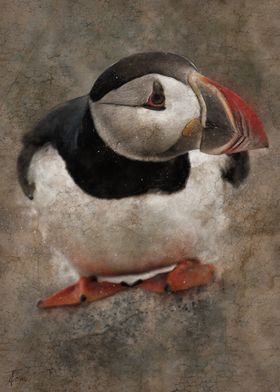 Puffin