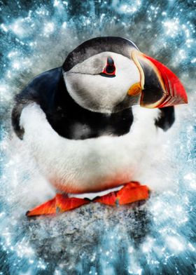 Puffin