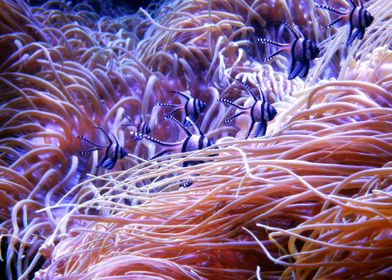 Sea Anemones