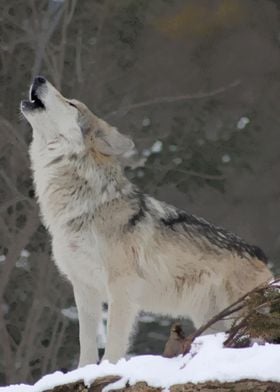 Howling wolf