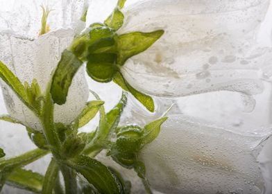 Campanula in ice 4