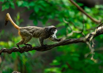 Monkey walks on branch