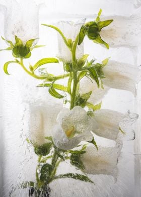 Campanula in ice 1