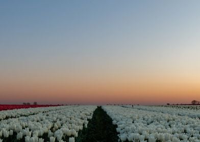 Flower sunset