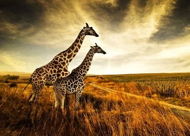 Giraffe Giraffes Africa