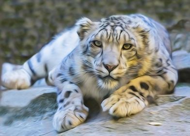 Snow Leopard