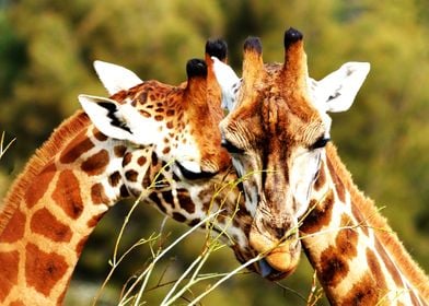 Giraffe Couple