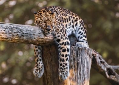 Jaguar Sleeping