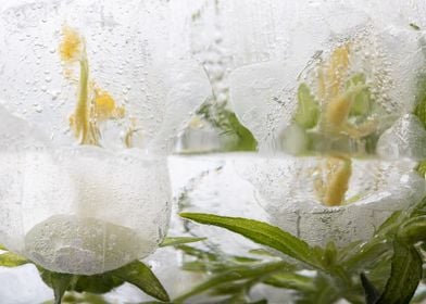 Campanula in ice 2