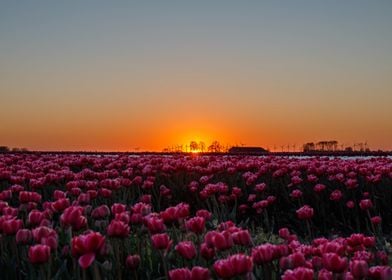 Flower sunset