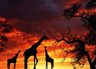 Giraffe Giraffes Africa