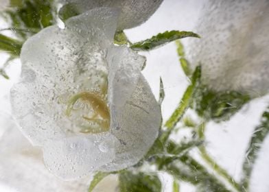 Campanula in ice 5