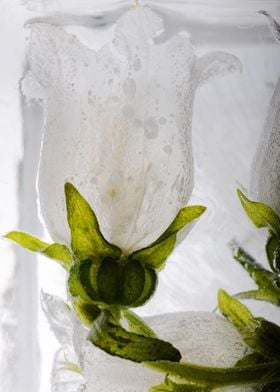 Campanula in ice 3