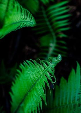 Fern leaf green