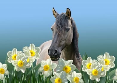 Grey Horse Daffodils Flowe