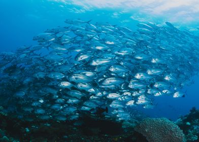 Fishes Swimming in the Sea