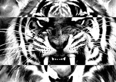 the tiger roars