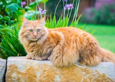 Maine Coon